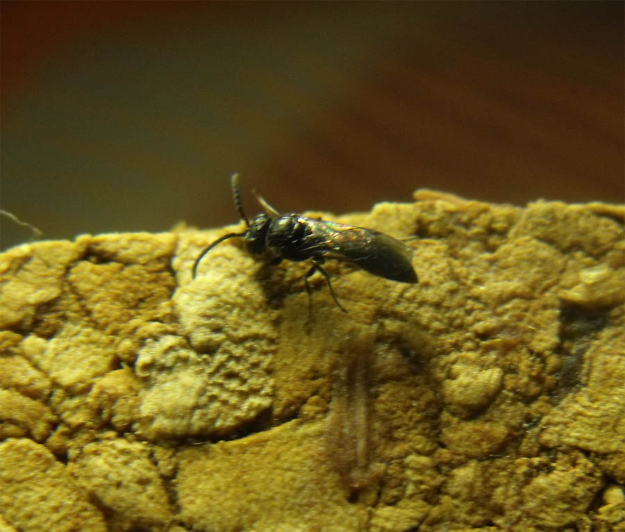 Vespina romana: Psenulus sp. (Crabronidae)